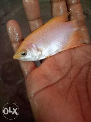 Giant gourami for cheep rate
