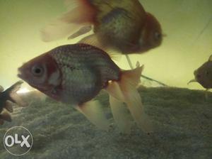 Gold fish,Crown fish,Angel