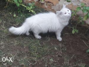 Good quality Persian cats and accessory available
