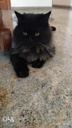 Hybrid Persian Male Available. We have home bred