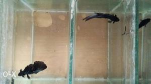 I'm selling my Betta fishes... full black, red