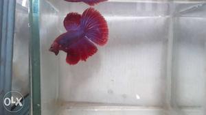Imported betta fish Rs.250