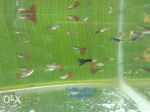 Mixed guppy for sale RS 10/ pc