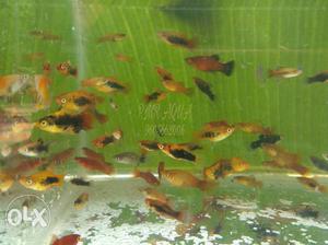 Mixed type platy for sale RS 50 for4 nos