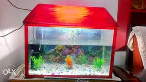 New fish aquarium with filter and fish food