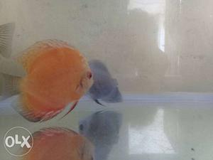 Orange And Gray Discus Fishes
