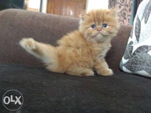 Orange Grumpy Kitten