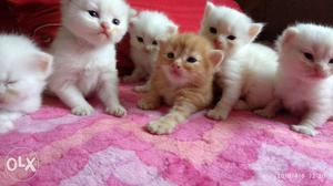 Original breed white persian cat kitten