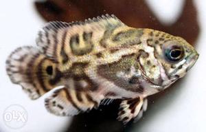 Oscar Cichlid Fish