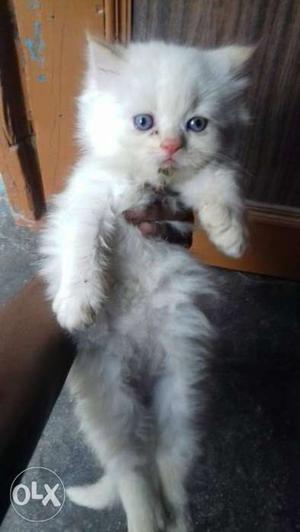 Parshiyan cat kittan 