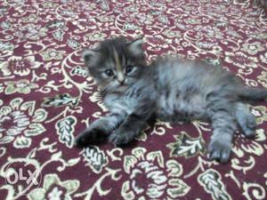 Persian Calico kittens Healthy&Active