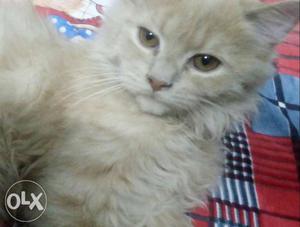 Persian Kitten 3 months male double fur