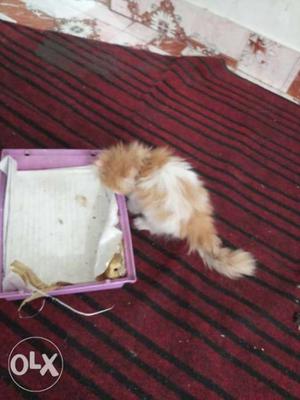 Persian cat 2 months old fully active