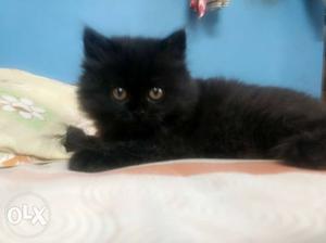 Persian cat black female
