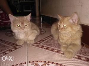 Persian cats pair