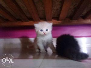 Persian kitten 40dayz