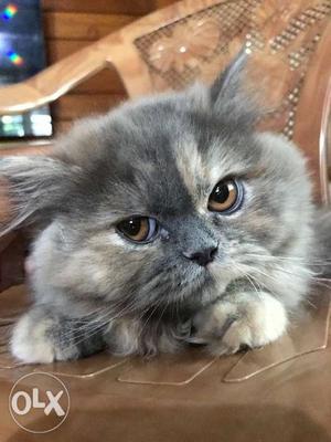 Persian kitten Female. 6 months. Litter trained.