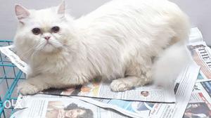 Persian semi punch male cat 14 months old