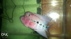 Pink And Gray Flowerhorn Fish
