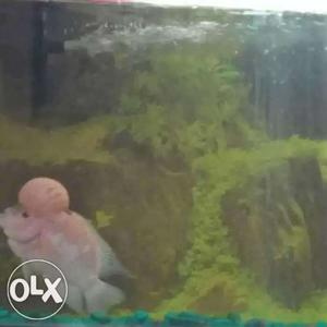 Pink Fader Flowerhorn imported breed very healthy