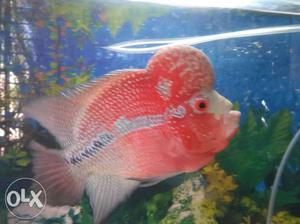 Pink Flower Horn Cichlid