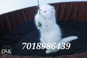 Pure Lineage Persian kittens available along with