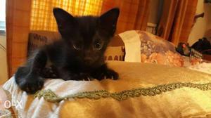 Pure black kitten available for adoption in