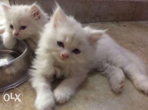 Pure punch persian kittens