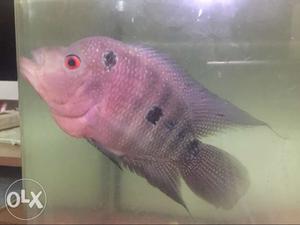 Purple Flowerhorn Cichlid