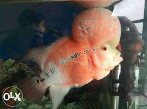 Red Dragon Flowerhorn Fish Original Breid
