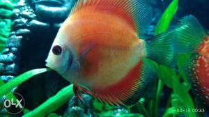 Red doll discus...4 inch,urgent sale...call me