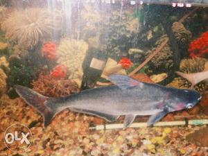 Shark 1 black and 2 white fish big size