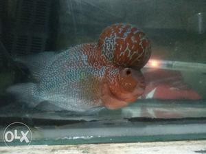 Super red dragon flowerhorn show grade