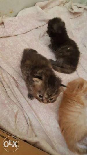 Three Short-fur Black And Orange Kittens