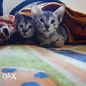 Two Gray-and-black Tabby Kittens