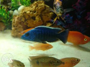 Vibrant blue cichlid,5inch size very colorful