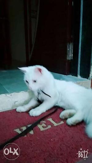 White Cat In Ratlam