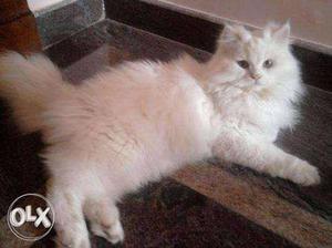 White & Grey Persian Cat for sale Male & Female