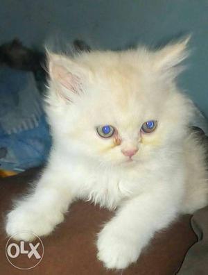 White Persian Cat semi plus punch