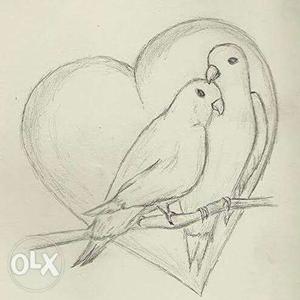 Gray Sketch Of Two Birds Inside Heart