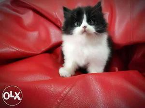 100% Pure Persian Black and White Kitten Available