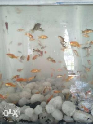 10pc 50 gold fish