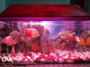 2.5 feet aquarium with big imported fishes and