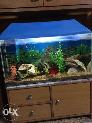 2.5 ft aquarium with all accessories as shown in