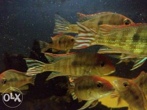 2.5 inch Geophagus red head tapajos..pair 500