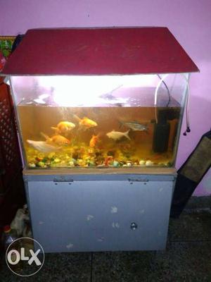 2 feet complete fish aquarium with 11fish and