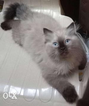 2 male persian kittens each  months old),
