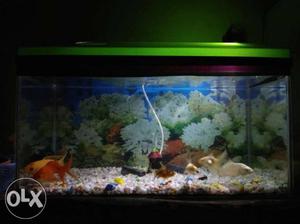 2ft/1ft new aquarium for sale with cover,