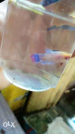 2pice 100 rs baby betta fish