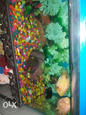 3 feet aquarium with 4 fishes stand also with